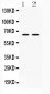 Anti-hnRNP L Picoband Antibody
